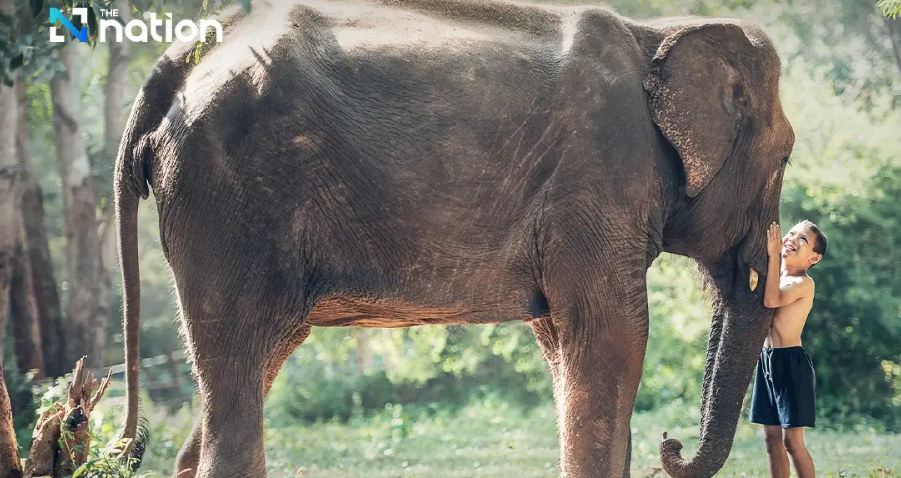 21 Orang Tewas, 29 Luka dalam Konflik Gajah vs Manusia